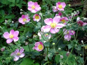 Anemone засаждане и разпространение грижи и производство на семена