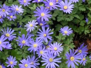 Anemone засаждане и разпространение грижи и производство на семена