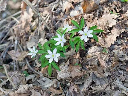 Anemones засаждане и грижи в открит терен (кацане) Anemones засаждане и грижи в открито поле