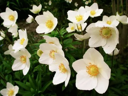 Anemones засаждане и грижи в отворен земята (почвата) Anemones засаждане и грижи в открито поле