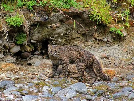 9 уникални диви котки, живеещи в Южна Америка