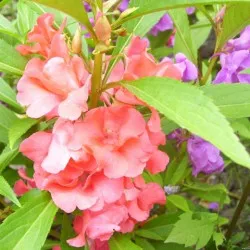 Impatiens градина засаждане и грижи, снимки сортове, отглеждане и развъждане на открито поле, в ролята на