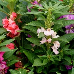 Impatiens градина засаждане и грижи, снимки сортове, отглеждане и развъждане на открито поле, в ролята на