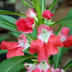 Impatiens градина засаждане и грижи, снимки сортове, отглеждане и развъждане на открито поле, в ролята на