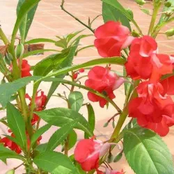 Impatiens градина засаждане и грижи, снимки сортове, отглеждане и развъждане на открито поле, в ролята на