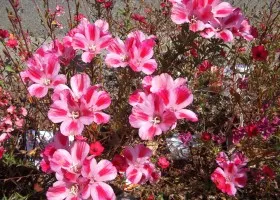 отглеждане Aster цвете и грижи