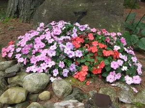 Impatiens градински сортове със снимки, израснали от семена у дома, засаждане и грижи на открито