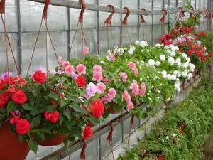 Impatiens градински сортове със снимки, израснали от семена у дома, засаждане и грижи на открито