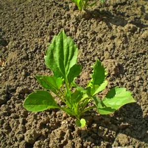 Aster, расте от семена на полезни мнения и съвети
