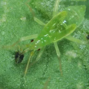 Whitefly контрол на вредителите летящи насекоми