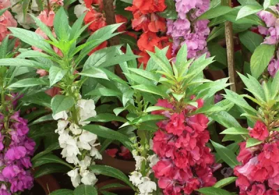 Impatiens градина снимка, расте от семена, засаждане и грижи за цветя