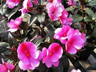 Impatiens градина снимка, расте от семена, засаждане и грижи за цветя
