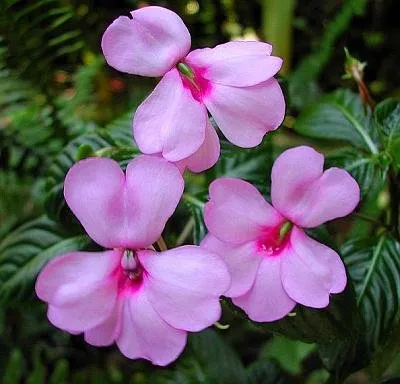 Impatiens градина снимка, расте от семена, засаждане и грижи за цветя