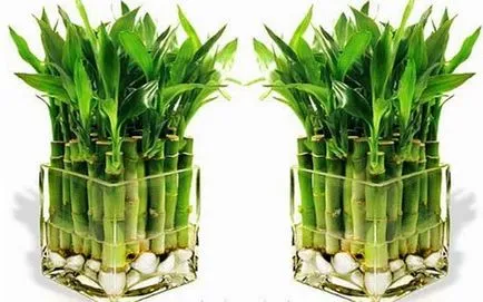 Bamboo - засаждане и грижи в дома, размножаване, снимки, как да се грижи за бамбук през зимата и