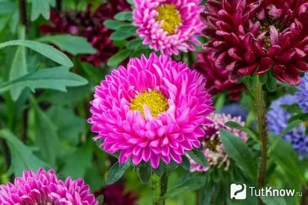 отглеждане Aster цвете и грижи