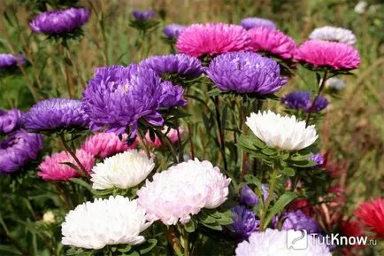 отглеждане Aster цвете и грижи