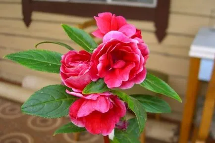 Impatiens градина снимка, расте от семена, засаждане и грижи за цветя
