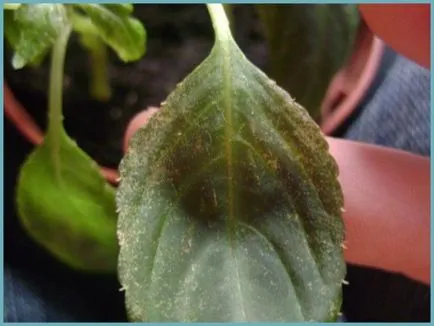 Impatiens градина засаждане и грижи, снимки сортове, отглеждане и развъждане на открито поле, в ролята на