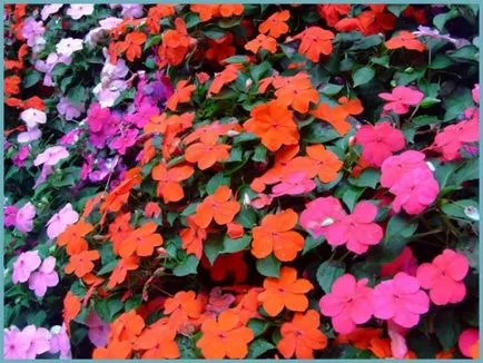 Impatiens градина засаждане и грижи, снимки сортове, отглеждане и развъждане на открито поле, в ролята на