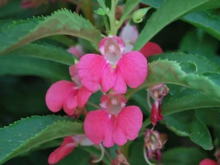 Impatiens градина снимка, расте от семена, засаждане и грижи за цветя