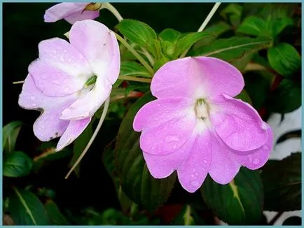 Impatiens градина засаждане и грижи, снимки сортове, отглеждане и развъждане на открито поле, в ролята на