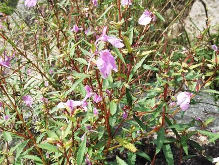Impatiens градина засаждане и грижи, снимки сортове, отглеждане и развъждане на открито поле, в ролята на