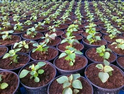 отглеждане Impatiens градина, засаждане на разсад с помощта на технологиите