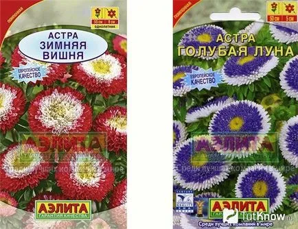 отглеждане Aster цвете и грижи