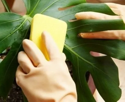 Whitefly контрол на вредителите летящи насекоми