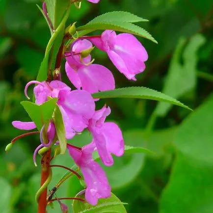 Impatiens градина засаждане и грижи, снимки сортове, отглеждане и развъждане на открито поле, в ролята на