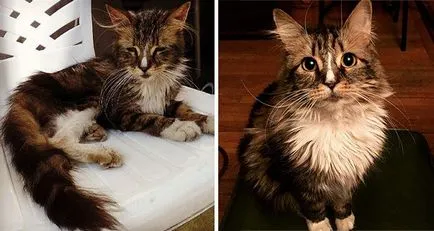 Бездомни котки преди и след спестяване (след) Бездомните котки преди и след спасение