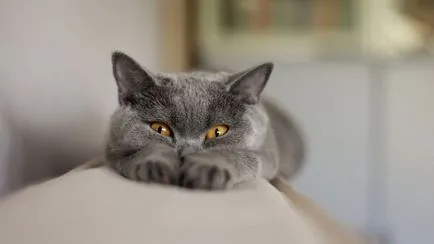 Шап при котките