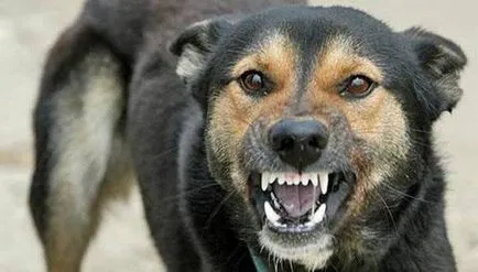 Бяс в кучета симптоми, ранни признаци