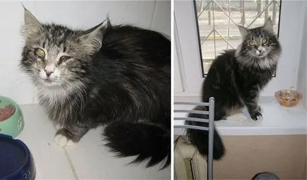 Бездомни котки преди и след спестяване (спасяване) Бездомните котки преди и след спасение