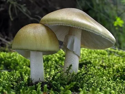 вид отровна гъба