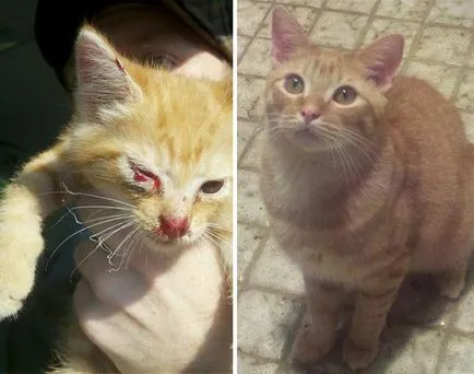 Бездомни котки преди и след спестяване (след) Бездомните котки преди и след спасение