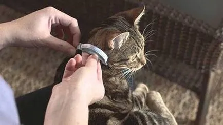 Как да изберем куче яка от бълхи и кърлежи - dogcollar - боеприпаси и аксесоари за кучета