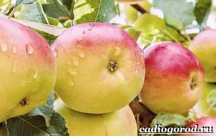 Как да расте едно ябълково дърво, градински и