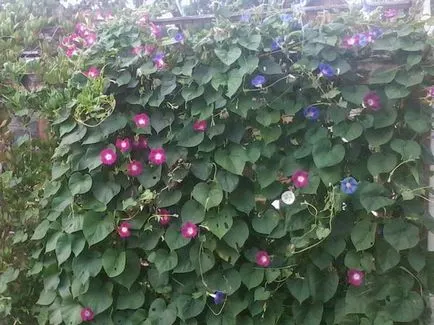 Как да расте и kobeyu Ipomoea - вила цветна градина