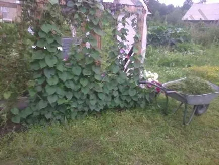 Как да расте и kobeyu Ipomoea - вила цветна градина