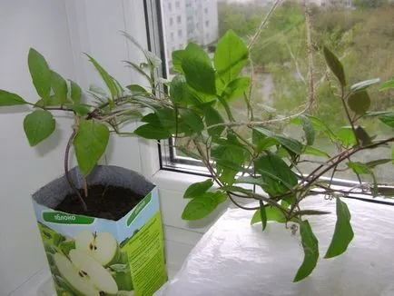 Как да расте и kobeyu Ipomoea - вила цветна градина