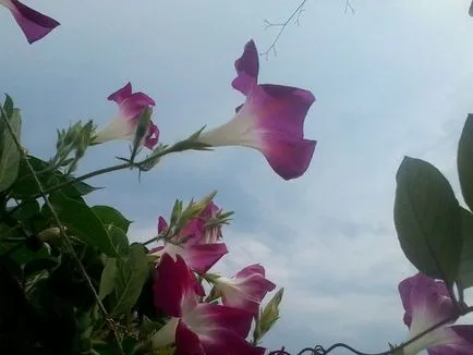 Как да расте и kobeyu Ipomoea - вила цветна градина