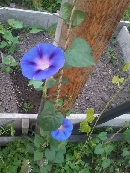 Как да расте и kobeyu Ipomoea - вила цветна градина