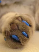 Ceftriaxone за котки