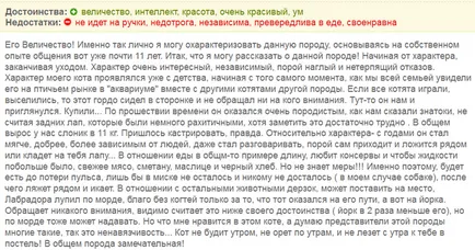 Британска късокосместа котка снимки, описание порода, цветове и коментари