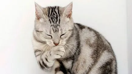 Често котка повръща причини и лечение (котка повръщане) Често котка повръща причини и лечение