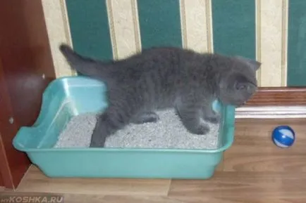 Британска късокосместа порода описание, снимки, характер
