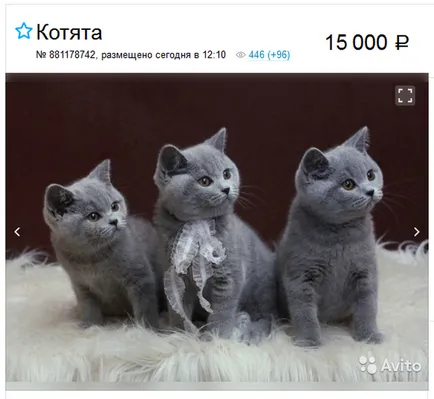 Британска късокосместа котка снимки, описание порода, цветове и коментари