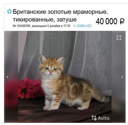 Британска късокосместа котка снимки, описание порода, цветове и коментари