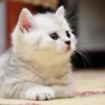 Какво да се хранят новородени котенца - отговорът е тук!